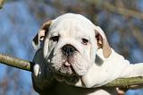 BULLDOG ANGLAIS 086